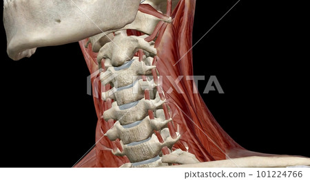 The muscles of the neck are muscles that cover the area of the neck. 101224766