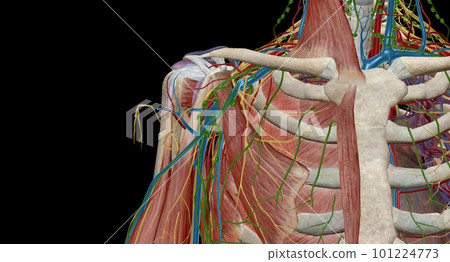 The axilla is the name given to an area that lies underneath the glenohumeral joint, at the junction of the upper limb and the thorax The axilla is the name given to an area that lies underneath the glenohumeral joint, at the junction of the upper limb and the thorax 101224773