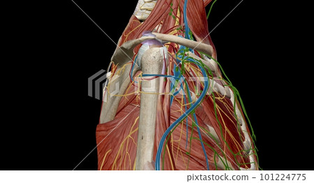 The axilla is the name given to an area that lies underneath the glenohumeral joint, at the junction of the upper limb and the thorax 101224775