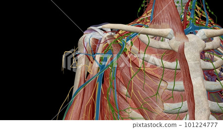 The axilla is the name given to an area that lies underneath the glenohumeral joint, at the junction of the upper limb and the thorax The axilla is the name given to an area that lies underneath the glenohumeral joint, at the junction of the upper limb and the thorax 101224777