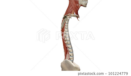 The cervical spine (neck region) consists of seven bones (C1-C7 101224779