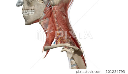 The cervical spine (neck region) consists of seven bones (C1-C7 101224793