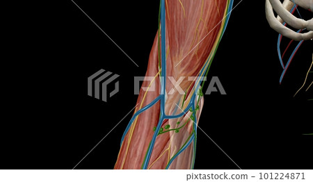 The cubital (anticubital) fossa is a triangular-shaped depression over the anterior aspect of the elbow joint. The cubital (anticubital) fossa is a triangular-shaped depression over the anterior aspect of the elbow joint. 101224871