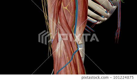 The cubital (anticubital) fossa is a triangular-shaped depression over the anterior aspect of the elbow joint. 101224875