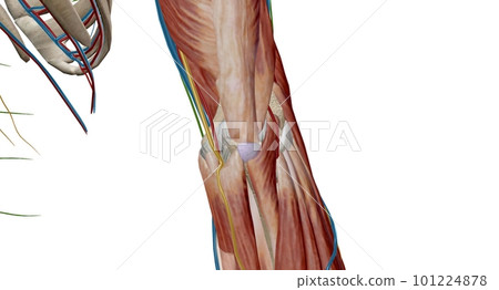 The cubital (anticubital) fossa is a triangular-shaped depression over the anterior aspect of the elbow joint. 101224878