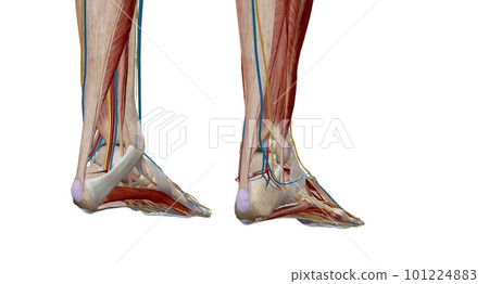 Each foot has 28 bones, 30 joints, and more than 100 muscles, ligaments, and tendons. 101224883