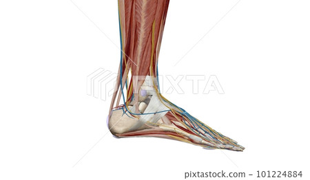 Each foot has 28 bones, 30 joints, and more than 100 muscles, ligaments, and tendons. 101224884