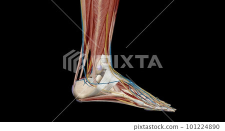 Each foot has 28 bones, 30 joints, and more than 100 muscles, ligaments, and tendons. Each foot has 28 bones, 30 joints, and more than 100 muscles, ligaments, and tendons. 101224890