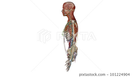 Human anatomy body. Skeletal, organ, vascular, lymph and nervous 101224904