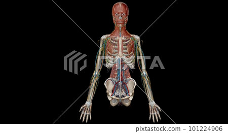 Human anatomy body. Skeletal, organ, vascular, lymph and nervous 101224906
