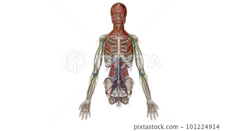 Human anatomy body. Skeletal, organ, vascular, lymph and nervous 101224914