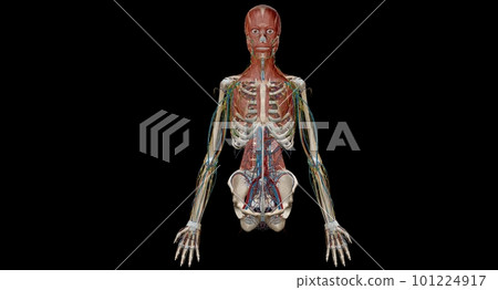 Human anatomy body. Skeletal, organ, vascular, lymph and nervous Human anatomy body. Skeletal, organ, vascular, lymph and nervous 101224917