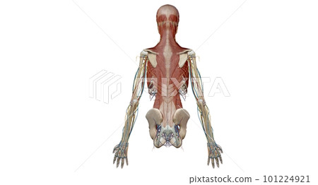 Human anatomy body. Skeletal, organ, vascular, lymph and nervous 101224921