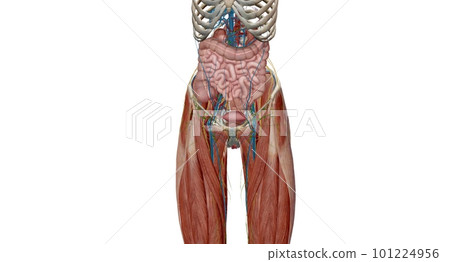 The pelvis is the lower portion of the trunk, located between th The pelvis is the lower portion of the trunk, located between th 101224956