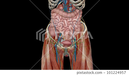 The pelvis is the lower portion of the trunk, located between th The pelvis is the lower portion of the trunk, located between th 101224957