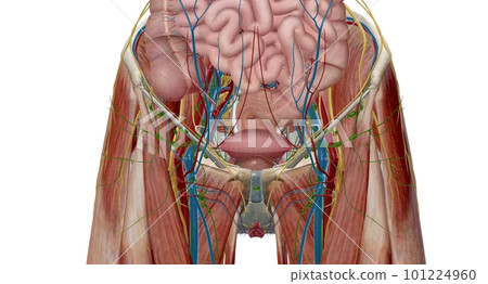 The pelvis is the lower portion of the trunk, located between th 101224960