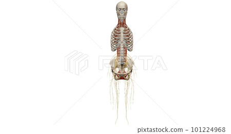 The thoracic spinal column includes 12 vertebrae located between The thoracic spinal column includes 12 vertebrae located between 101224968