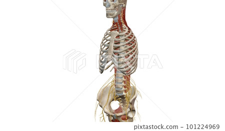 The thoracic spinal column includes 12 vertebrae located between The thoracic spinal column includes 12 vertebrae located between 101224969
