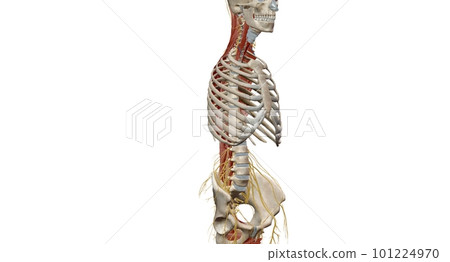 The thoracic spinal column includes 12 vertebrae located between The thoracic spinal column includes 12 vertebrae located between 101224970