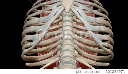 The thoracic spinal column includes 12 vertebrae located between The thoracic spinal column includes 12 vertebrae located between 101224971