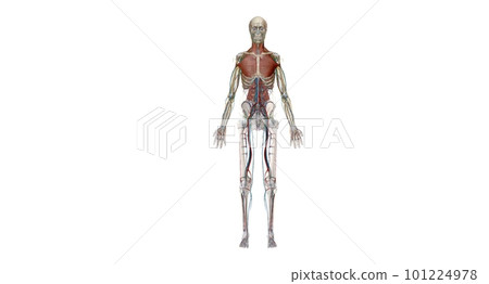 The thorax or chest is a part of the anatomy of humans, mammals, 101224978