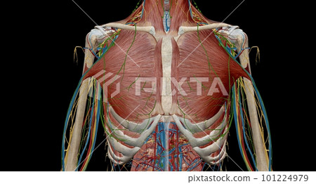 The thorax or chest is a part of the anatomy of humans, mammals, 101224979