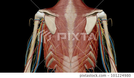 The thorax or chest is a part of the anatomy of humans, mammals, 101224980