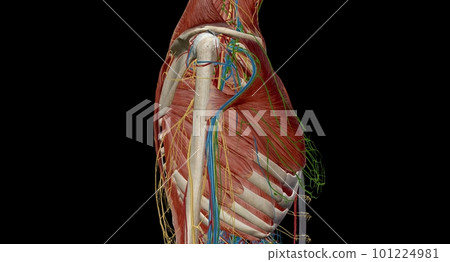 The thorax or chest is a part of the anatomy of humans, mammals, The thorax or chest is a part of the anatomy of humans, mammals, 101224981