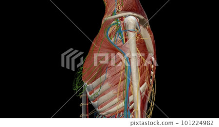 The thorax or chest is a part of the anatomy of humans, mammals, The thorax or chest is a part of the anatomy of humans, mammals, 101224982