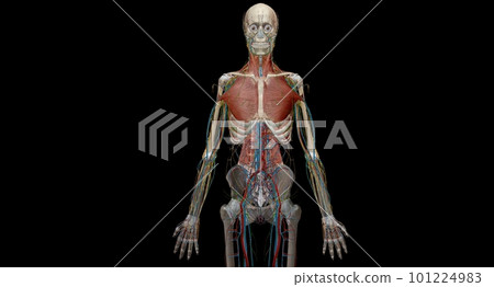 The thorax or chest is a part of the anatomy of humans, mammals, The thorax or chest is a part of the anatomy of humans, mammals, 101224983
