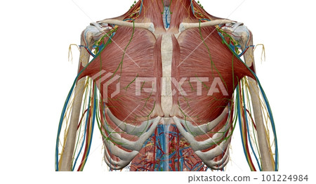 The thorax or chest is a part of the anatomy of humans, mammals, The thorax or chest is a part of the anatomy of humans, mammals, 101224984