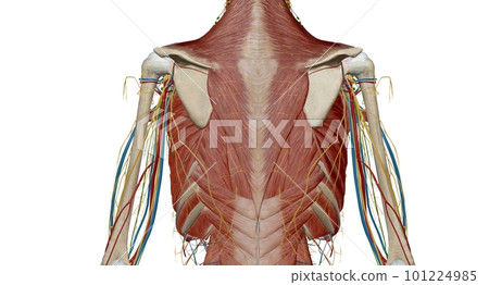 The thorax or chest is a part of the anatomy of humans, mammals, The thorax or chest is a part of the anatomy of humans, mammals, 101224985