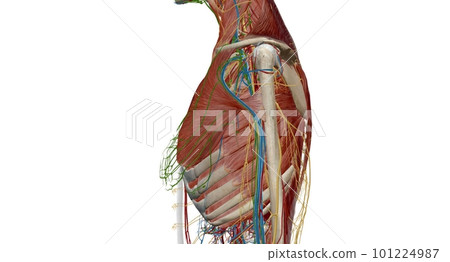 The thorax or chest is a part of the anatomy of humans, mammals, 101224987