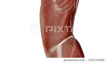 The abdomen is the part of the body between the thorax (chest) and pelvis, in humans and in other vertebrates. 101224990
