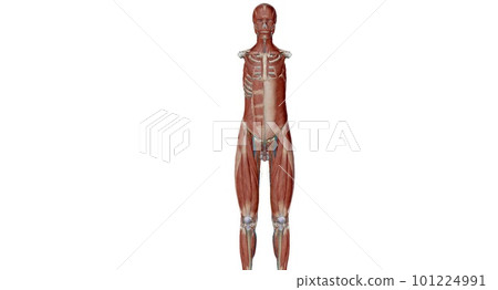 The abdomen is the part of the body between the thorax (chest) and pelvis, in humans and in other vertebrates. 101224991