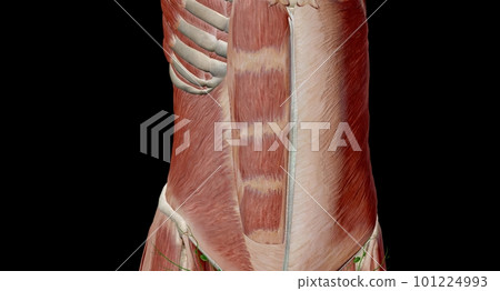 The abdomen is the part of the body between the thorax (chest) and pelvis, in humans and in other vertebrates. 101224993