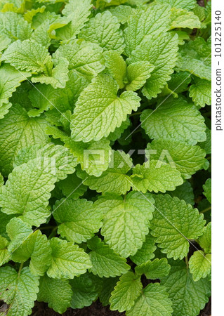 green leaves of mint (lemon balm) 101225140
