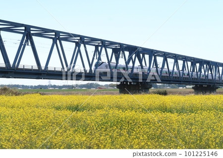 一列火車穿過油菜花田裡的一座鐵路橋 一列火車穿過油菜花田裡的一座鐵路橋 101225146