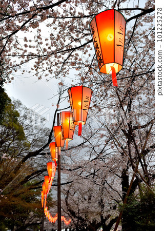 Lanterns at the Ueno Park Cherry Blossom Festival 101225278