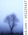 在濃霧中包裹的樹 101225437