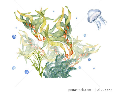 Composition of colorful sea plants watercolor illustration isolated on white. Composition of colorful sea plants watercolor illustration isolated on white. 101225562