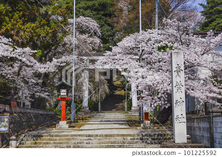 Cherry blossoms at Aoba Shrine, Sendai City Cherry blossoms at Aoba Shrine, Sendai City 101225592