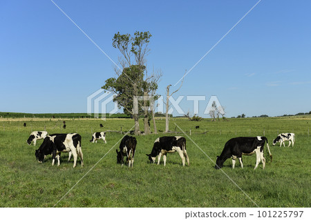 Cattle in Argentine countryside,La Pampa Province, Argentina. Cattle in Argentine countryside,La Pampa Province, Argentina. 101225797
