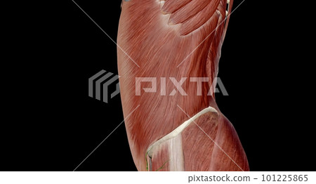 The abdomen is the part of the body between the thorax (chest) and pelvis, in humans and in other vertebrates. 101225865