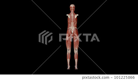 The abdomen is the part of the body between the thorax (chest) and pelvis, in humans and in other vertebrates. 101225866