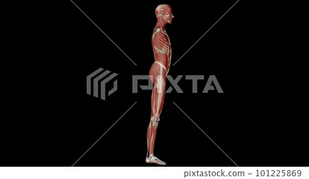 The abdomen is the part of the body between the thorax (chest) and pelvis, in humans and in other vertebrates. 101225869