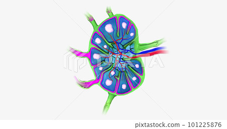 Lymph nodes are bean-shaped organs distributed along the lymphatic vessels. 101225876