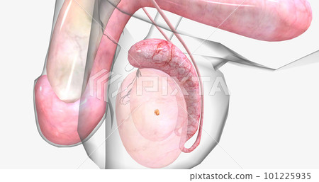 Testicular tumors are the most common type of solid cancerous tumors in men between the ages of 15 and 35. Testicular tumors are the most common type of solid cancerous tumors in men between the ages of 15 and 35. 101225935