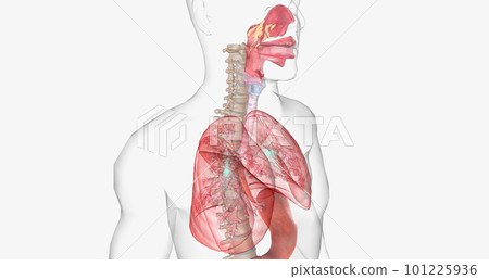 Oxygen rich air enters through your nose or mouth and reaches the lungs through your airways. Oxygen rich air enters through your nose or mouth and reaches the lungs through your airways. 101225936