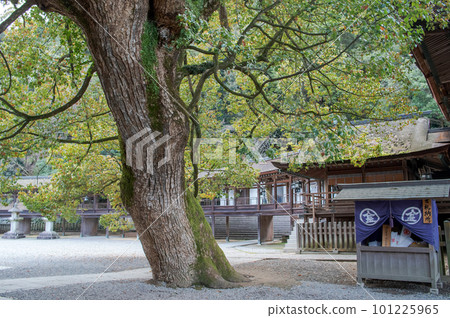 Kotohira-gu Shrine:香川縣主要神社旁邊的一棵巨大的樟樹 Kotohira-gu Shrine:香川縣主要神社旁邊的一棵巨大的樟樹 101225965